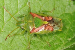 Cyphostethus tristriatus - Juniper Shieldbug